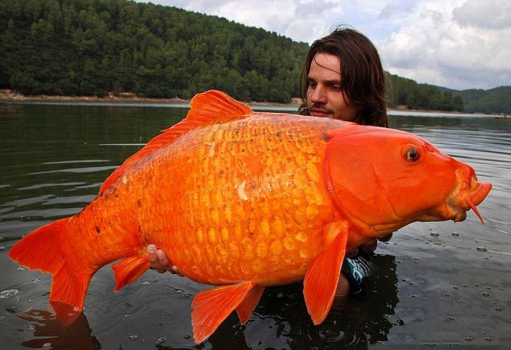2 This carp (weight 15 kg) was caught in the south of France. Photography by aquaria-info