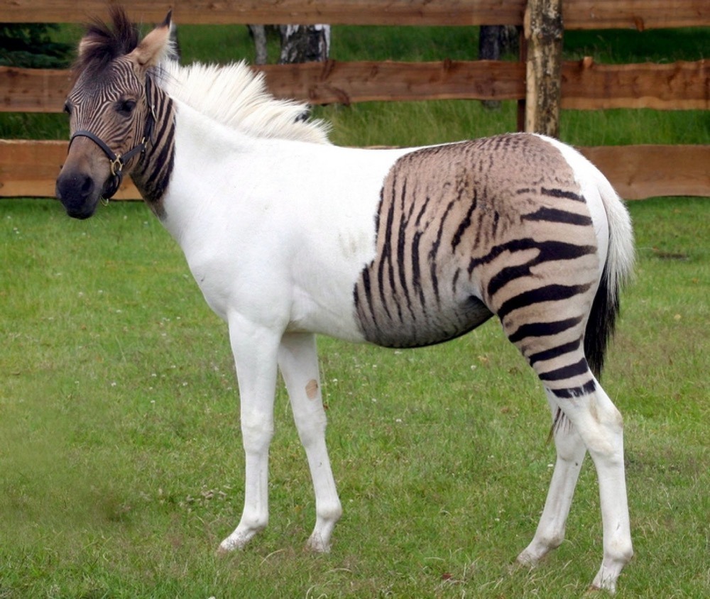 5 Zebroid - mix between zebra and pony. Photography by zoopicture