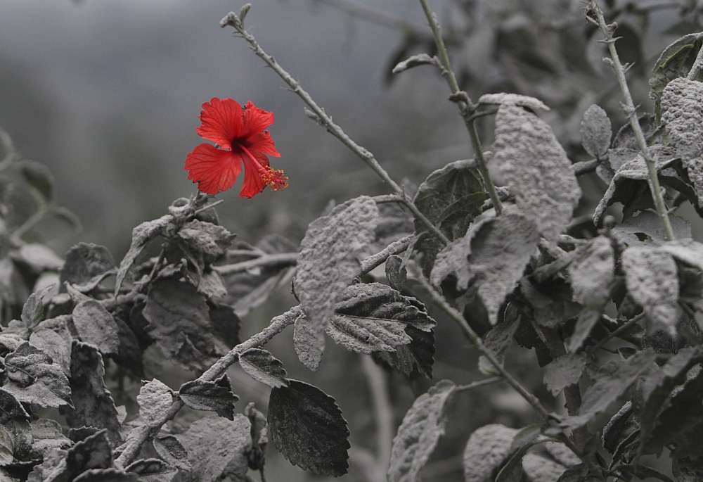 8 The flower bloomed after volcanic eruption. Sumatra Island. Photography by taringa
