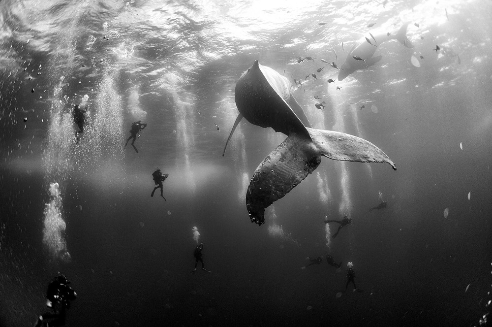 Nature 2nd place. Divers observe and surround a humpback whale and her newborn calf whilst they swim around Roca Partida in the Revillagigedo Islands, Mexico.