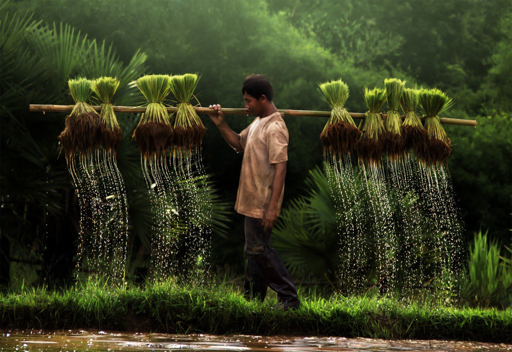 1 Farmer, Vietnam. Photo by Yothin Insuk