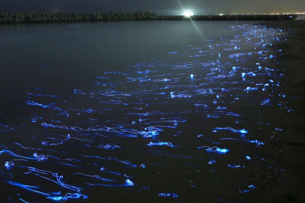 3 Glowing squid Hotaru Ika, Japan. Photo by Takehito Miyatake.