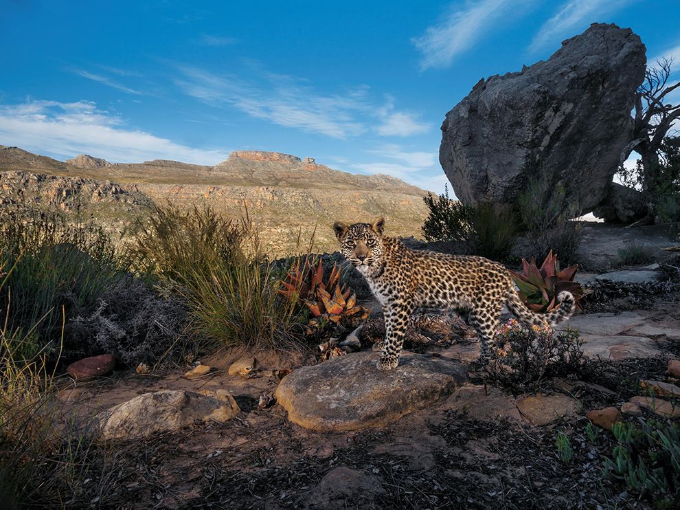 5 Cape Cub. Photograph by Steve Winter.
A camera trap set in South Africa’s Cederberg Wilderness records the steady gaze of a Cape leopard cub. Though not classified as a separate subspecies of leopard, these shy mountain cats are smaller than their savanna kin.