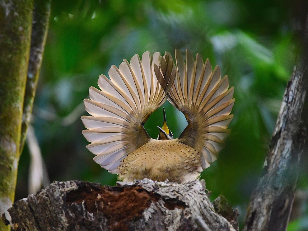 9 Flirt in Training. Photograph by Dean Jewell.
A young Victoria's riflebird practices a mating display he'll need when he's older and has undergone a color transformation: Adult males are velvety black with a bright blue-green crown. This juvenile was photographed in Daintree Rainforest in Queensland, one of the last strongholds of ancient Australian rain forests.