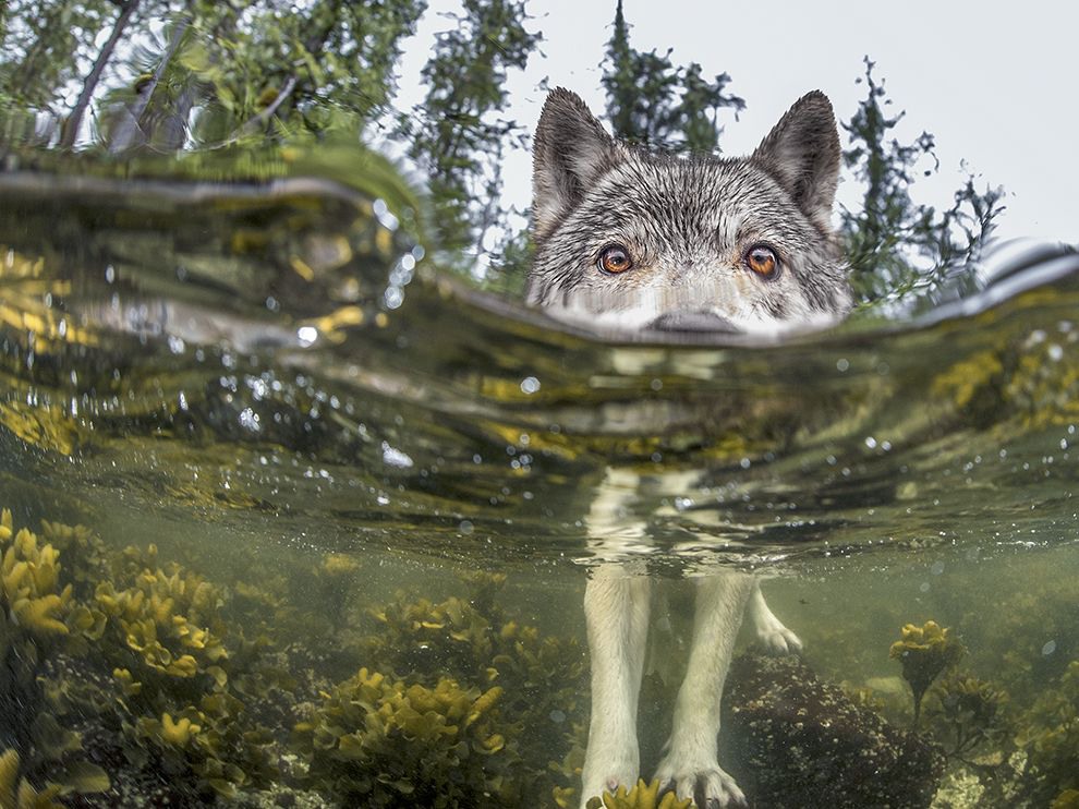 3 Something’s Fishy. Photograph by Ian McAllister. British Columbia.