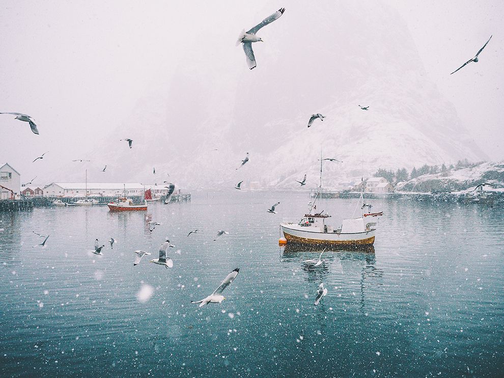 15 A Flurry of Activity. Photograph by Stian Servoss.
Your Shot community member Stian Servoss says this enchanting photo was taken on a day that actually began as a sunny one in Reine, a small fishing village in the Lofoten Islands in Norway. “I was about to pack my gear as it suddenly started snowing—a lot,” Servoss writes. “I ran down to some fishermen working at the docks to get a few shots of them as they were lifting containers of fish from their boat to land … All of a sudden, I noticed hundreds of birds.” The birds appear to be playing in the snowflakes—though they are more likely attracted to the day’s catch.