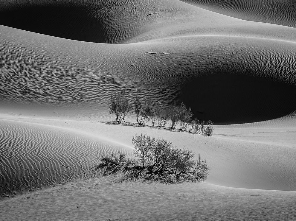 16 Shifting Light. Photograph by Hamed Tabein. 
Your Shot member Hamed Tabein made an early morning trek to the desert, just east of Esfahan in Iran, to capture this shot of the smoothed sand and a hardy little stand of trees that has managed to grow in a hollow between sand dunes. “[This photo was taken] at around 7 a.m.,” Tabein says. “It's an extraordinary place for landscape photography. I went there before sunrise, and as the sun came up I started [photographing] because of the best light and sand texture ... Two hours after sunrise you cannot see anything except the sand, without any texture and contrast. It would be just a washed-out picture.”