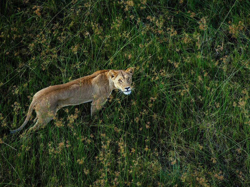 20 Lion Below. Photograph by Chris Schmid.
A helicopter flying overhead captures the attention of a lioness as she walks through the tall grasses of Botswana’s Okavango Delta. Shooting from aboard the aircraft, Chris Schmid considered the experience a lucky one. “She was ... looking at me, and there’s nothing in Africa so intense as a lion looking right at you.”
