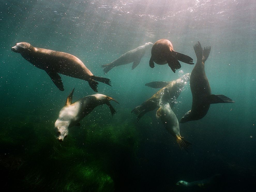 22 Pinniped Playground. Photograph by Megan Barrett.
Photographer Megan Barrett had a ringside seat for this aquatic display in San Diego, California. "I happened upon this group of sea lion pups by chance after photographing smelt that were moving through the reefs around La Jolla Cove," she says. "I had never seen the pups band together like this—they were circling around me, porpoising and enjoying the bait swimming around in the water. It was around noon, so with the overhead light and the surf grass below, I felt as though I was watching children running wild on an underwater playground."