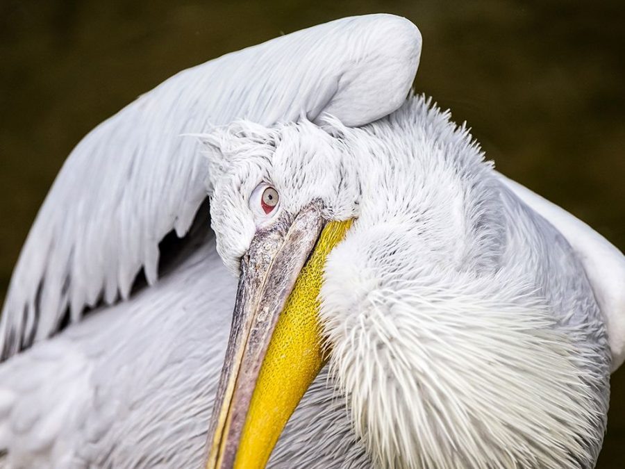 5 Pelican. Photograph by Marco Schaffner
