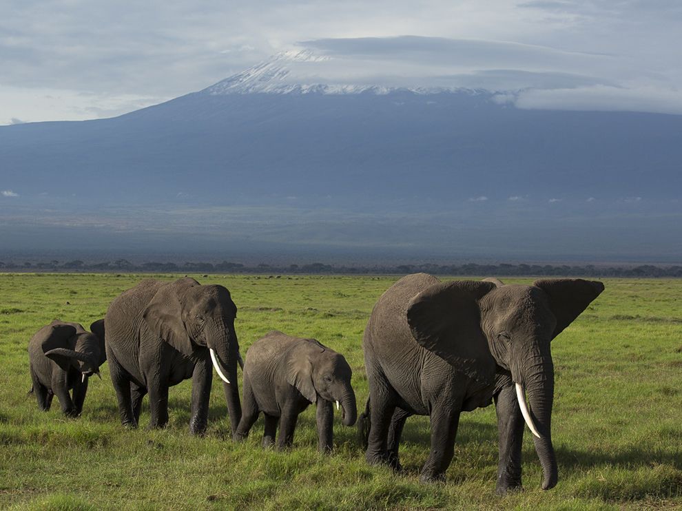 2 Elephants on Parade. Photograph by Daniel Pinheiro. "In the first morning light, female elephants and their young cross the plains of Kenya’s Amboseli National Park to feed in the marshes, says Your Shot member Daniel Pinheiro. Mount Kilimanjaro and its famed mantle of snow looms behind."
