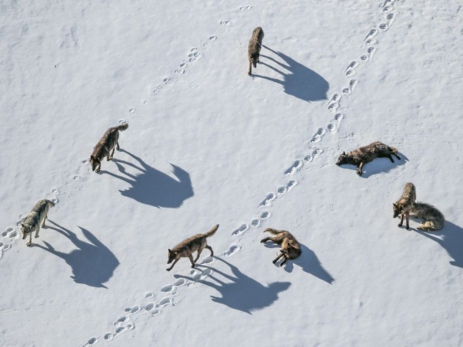 15 The wolf pack, USA. Photograph by Ronan Donovan