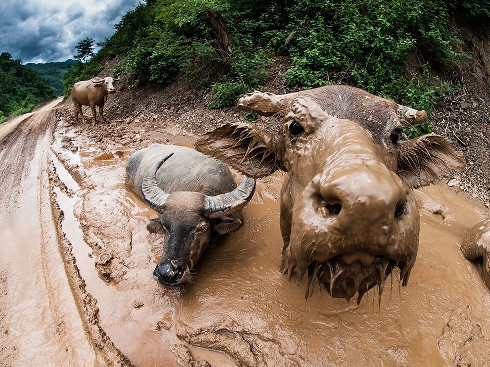 2 Muddy Meet and Greet. Photograph by Attila Balogh. A struggle to navigate a mud-bogged road in China’s Yunnan Province turned out to be a photo opportunity for Your Shot member Attila Balogh when a curious water buffalo calf studied his lens.