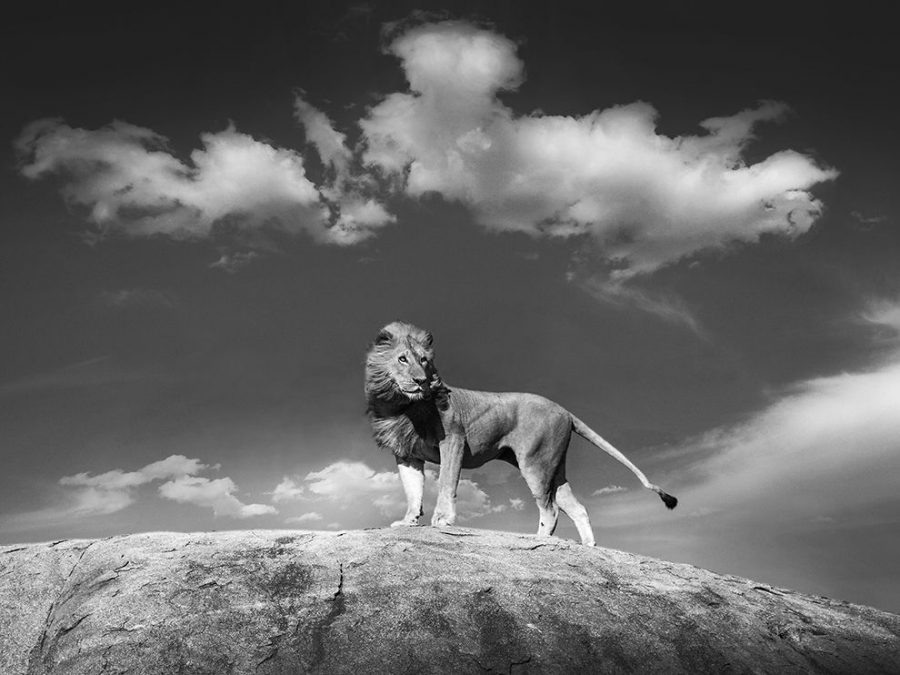 18 Pride and power. Africa. Photograph by Bjorn Persson