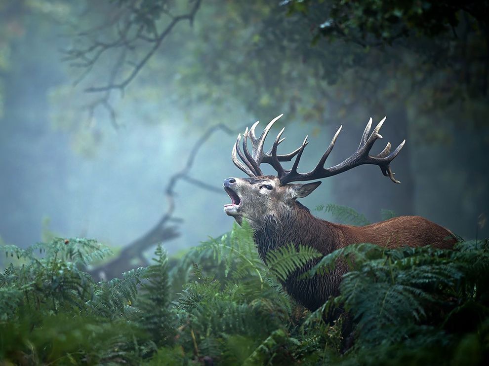 5 Mating Call. Photograph by Félix Morlán González. Your Shot community member Félix Morlán González captured this powerful image of a bellowing stag while in the United Kingdom in October 2014. The majestic sight moved him to make a photo that highlighted the natural setting and the power of this driven animal.