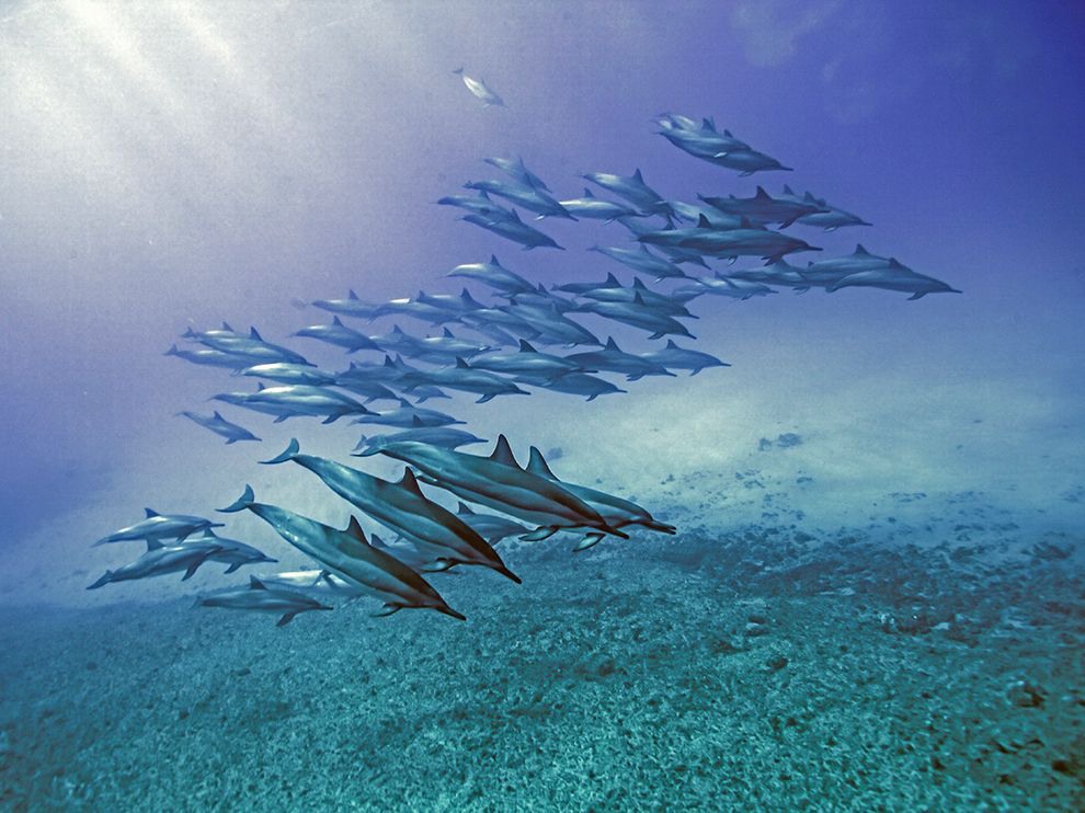 17 Poster Dolphins. Photograph by Erika Hart.     "A pod of spinner dolphins swims off Makua Beach, Hawaii, in this picture captured by Your Shot member Erika Hart during a solo swim. Groups of the sociable spinners can number in the thousands."