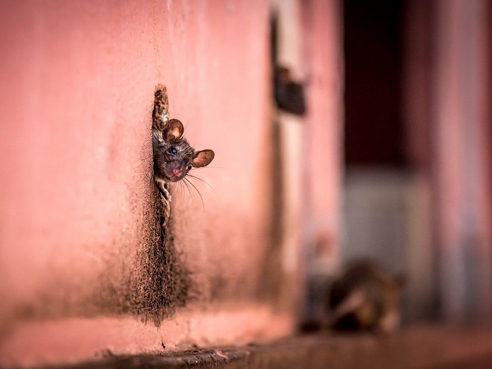 19 Who’s There? Photograph by Cezary Wyszynski.   “Who was knocking on my door?” This is what Your Shot member Cezary Wyszynski imagines this mouse thinking as it pokes its head from a hole. A possible culprit? Wyszynski wryly hints at the departing rat that’s slightly visible in the background."
