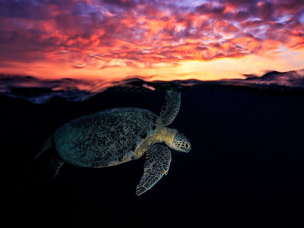 12 Under the Sun. Photograph by Gaby Barathieu. A turtle comes up for air at sunset near the Comoros’s Mayotte Island. Photographer Gaby Barathieu had been wanting to take this photo for many years and visited the island, known for its turtles, with that in mind. “This picture was taken on the first night,” Barathieu says.