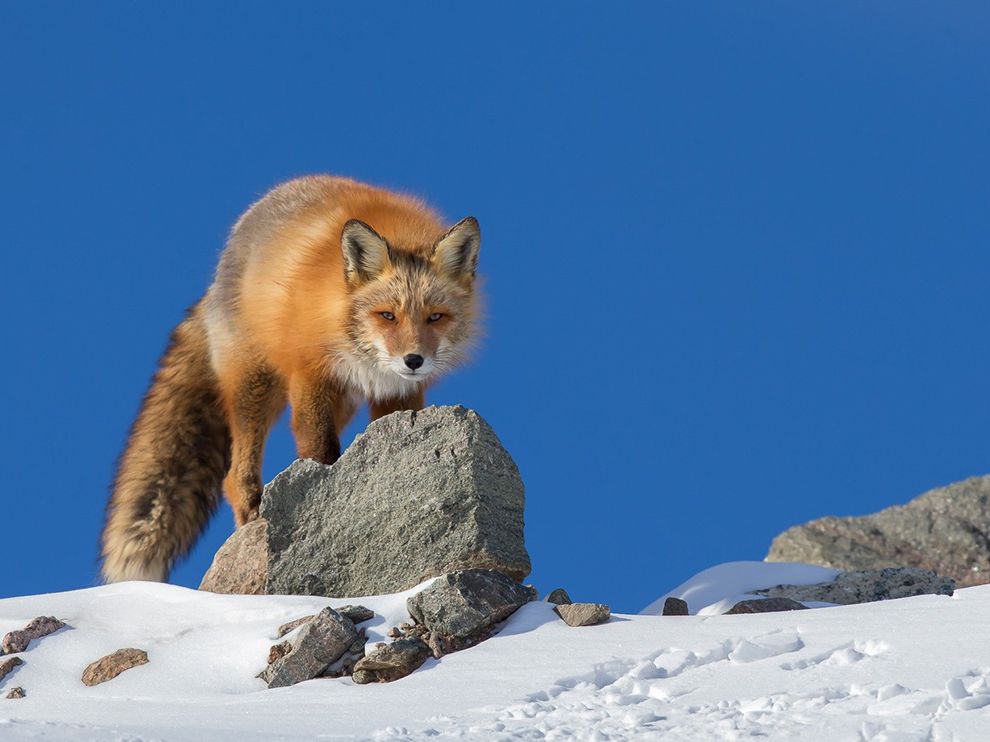 29 Fox Spring. Photograph by Fred Lemire.        "A red fox levels a suspicious gaze on a spring day near Iqaluit on Baffin Island in the Canadian territory of Nanavut. The wide-ranging omnivore’s diverse habitats include grassland, desert, forest—and even the suburbs."