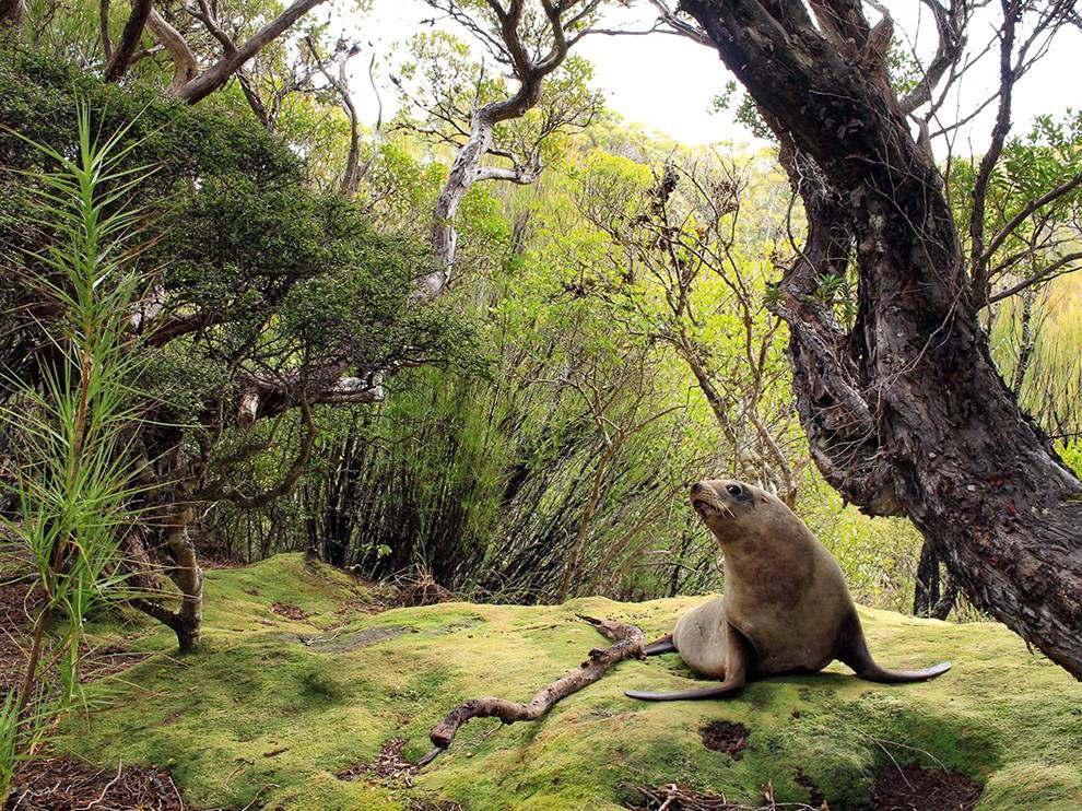 21 A Mossy Bed. Photograph by Jacob Anderson. Endangered New Zealand sea lions are often found in the rata forests of their home nation’s Auckland Islands. Thanks to myriad threats—climate stress, disease, and fishing hazards—their population is significantly down from historical levels. Your Shot member Jacob Anderson came across this animal near Ranui Cove on the northeast coast of Auckland Island. True to the species’ reputation of being bold around humans, the sea lion was unbothered while lounging on a rich bed of green moss.