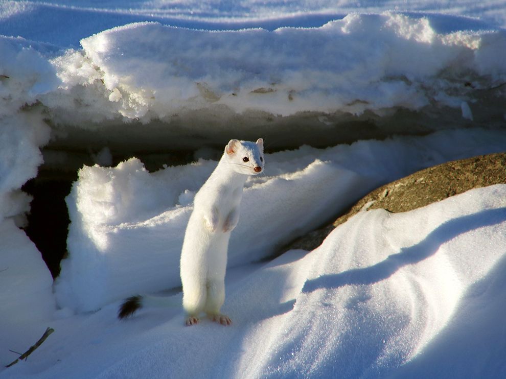 23 Flash of White. Photograph by Cindy Herzog. A blurry flash caught Your Shot member Cindy Herzog’s eye as she and her husband drove along Montana’s Ennis Lake. “I had to investigate,” she writes. That flash turned out to be a white short-tailed weasel, also known as a stoat, identifiable by its black-tipped tail. “I realized what I was looking at so I started to whistle,” says Herzog. “The weasel darted in and out, over and under the log, stopping only for a few seconds to listen.”