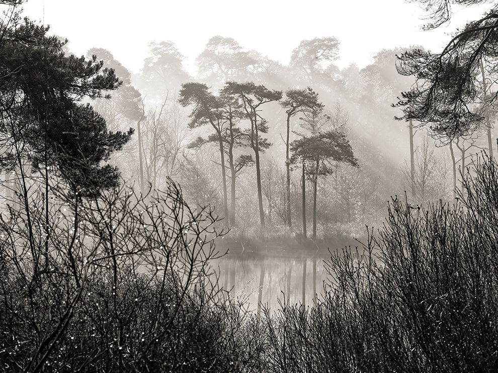 26 Cold Light of Day. Photograph by Andrew George. After a cold night, morning sunlight shoots through the mist, inspiring Your Shot member Andrew George to capture the moment during his visit to the Oisterwijkse forests and fens in Noord-Brabant in the Netherlands.
