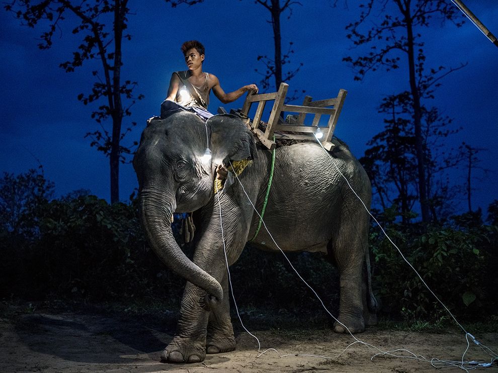 12 Early Riser. Photograph by Rubén Salgado Escudero. The guy who works as a logger on an elephant in Myanmar.