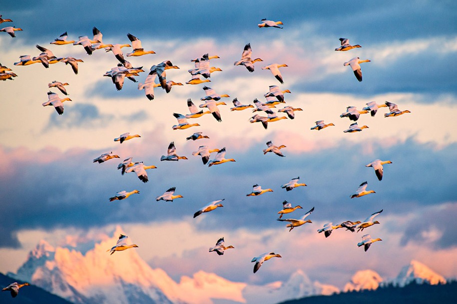 11 Runner Up, Environmental Value category: Yoshiki Nakamura – Sunset Flight in Fir Island, Mt Vernon. "Take off and flight of huge flock of snow geese are always spectacular. I waited for the flock to fly, but the sun was nearly setting. When I was about to give up, they finally took off and flew over the Cascade mountain range. As the sun was very low, the sun light was a very warm colour and showed up on the bodies of the geese."