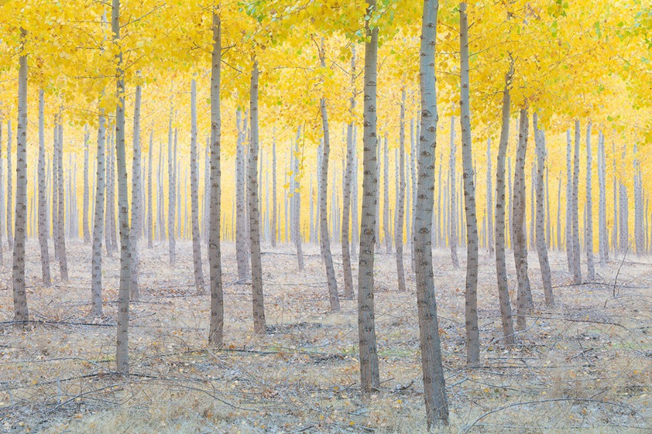 17 Runner Up, Classic View: Long Nguyen – Photo name: Lost. "The image is taken from my first trip to Boardman Tree Farm located in eastern Oregon. This location is famous for beautiful rows of hybrid poplar trees spreading over thousands of acres. It was a fortunate accident to encounter this spot when my GPS lost signal on the way driving back to town. I quickly pulled the car over when I saw this scene, looking like an oil on canvas. The perfect combination of chaotic, autumn colour, the last light of the day and the poplar trees make the scene appear surreal."