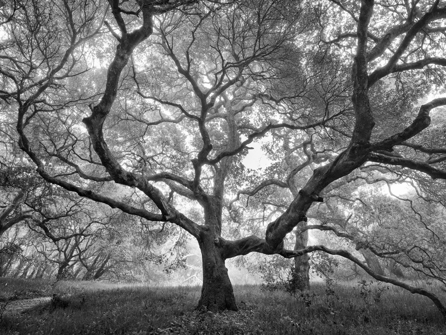 23 Runner Up, Black and White category: Michael Ryan – Oak Tree, Petaluma, California. "When I first came across this stunning oak tree on a hike in my hometown of Petaluma, California, I imagined how this scene would feel under the influence of early morning fog. I waited another two months for optimal conditions and, to my delight, the end result far exceeded expectations. Like many images that contain the element of fog, I felt processing in monochrome would enhance the already ethereal mood."
