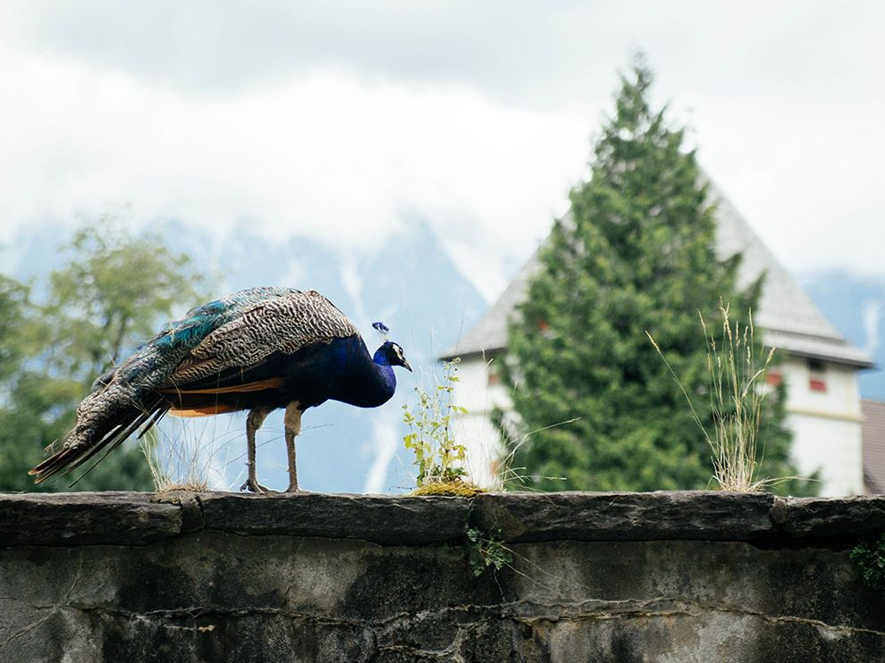 14 Fowl Play. Photograph by Olena Prykhodko. Castle in Innsbruck, Austria.