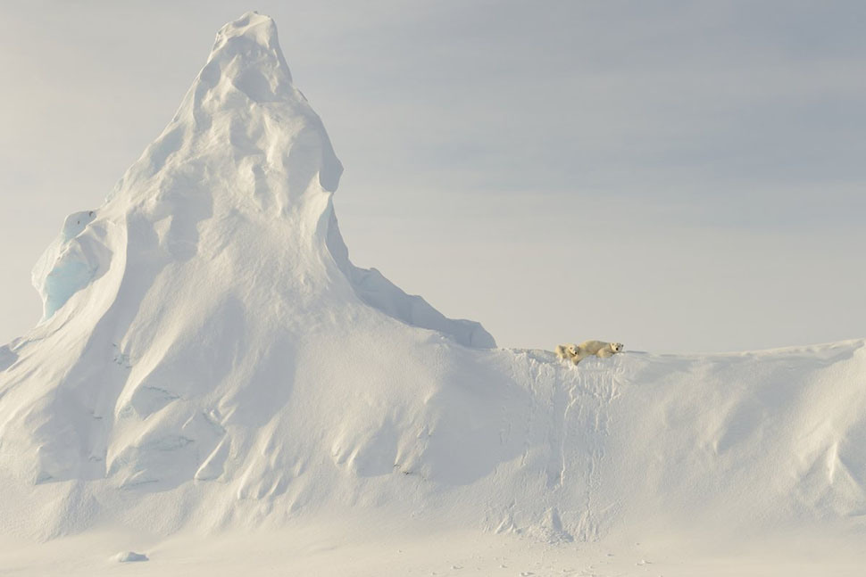12 Nature Honorable Mention: Bears on a Berg. Photographer: John Rollins.