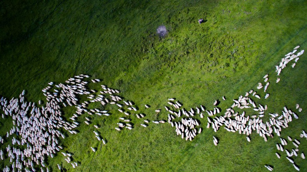 3 2nd Prize Winner – Category Nature Wildlife: Swarm of sheep. Photo by Szabolcs Ignacz