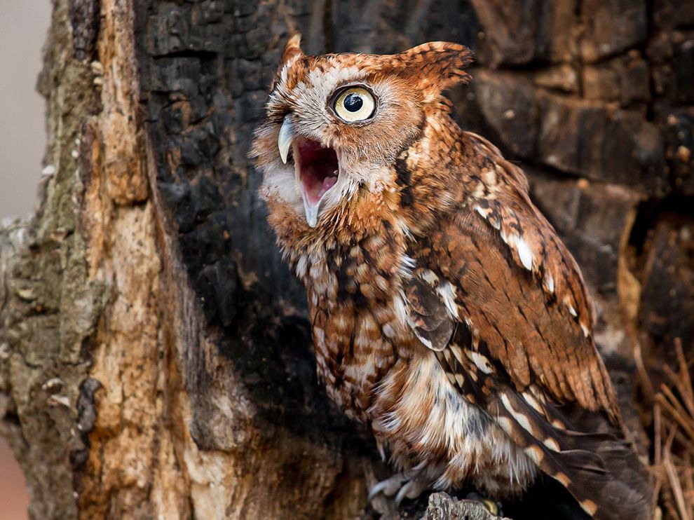 7 Birdcall. Photograph by Matt Cuda. While at a fund-raiser at the Carolina Raptor Center in North Carolina, Your Shot member Matt Cuda snapped this dramatic photo of an apparently outspoken eastern screech-owl. "It was vocalizing and possibly working on its breakfast," he writes. "The [center] takes in wild birds that were injured, rehabilitates them, and then releases them back into the wild."