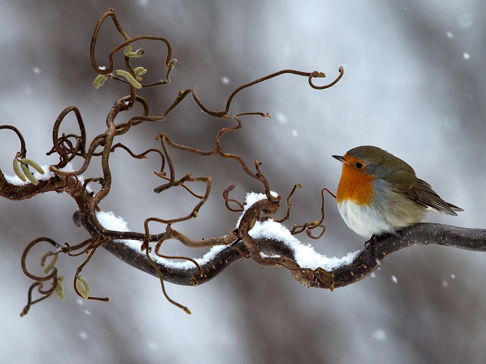 12 Winter Flight. Photograph by Tommy Eliasson. A little snowfall didn’t deter this robin from taking to the sky, nor did it stop Your Shot member Tommy Eliasson from stepping into his garden in Halland, Sweden, to capture this image. Eliasson was able to set his camera up and snap a series of photos before the bird flew on.