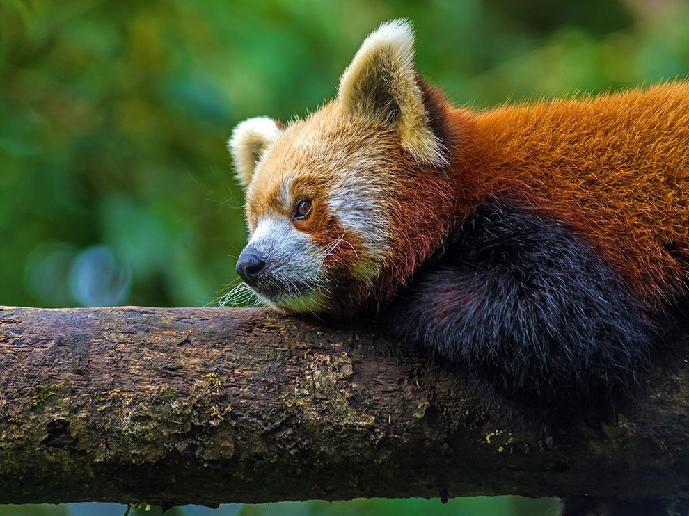15 A Ponderous Panda. Photograph by Surendra Pradhan. A red panda appears to be deep in thought at the Darjeeling Zoo in West Bengal, India, home to a breeding center for the endangered animals. The red panda (Ailurus fulgens) has seen its population reduced by approximately 50 percent over the last two decades. The Darjeeling Zoo’s red panda program, which began in 1994, currently has six males and six females after two of the animals died in 2015.