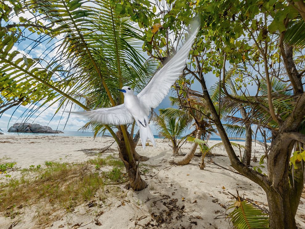 18 Taking Flight. Photograph by Thomas P. Peschak. A white tern flits through regenerating native forest on Cousine, a private island off the coast of Praslin and one of Seychelles’ ecological restoration successes. A luxury resort helps pay for the island’s conservation projects.