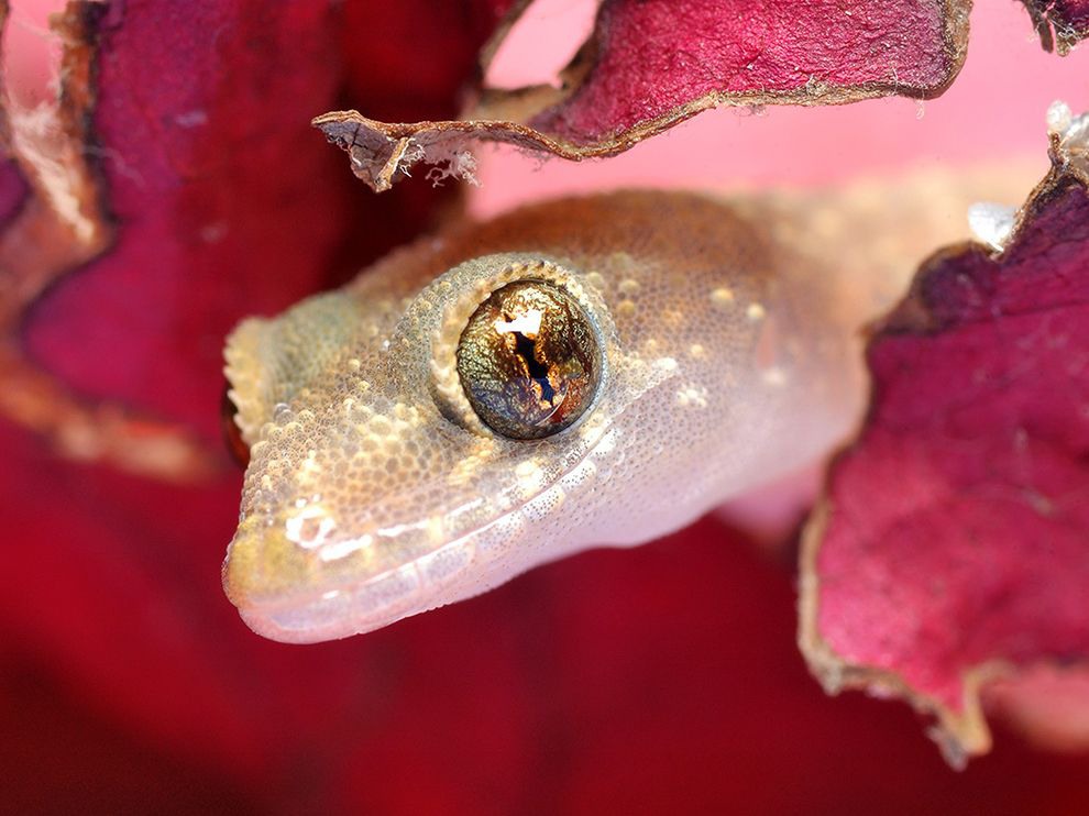 19 Peekaboo. Photograph by Dariusz Kucharski and Kornelia Kucharska. This pet Mediterranean house gecko (Hemidactylus turcicus) that lives with Your Shot members Dariusz Kucharski and Kornelia Kucharska is a well-fed critter. Here, it pokes its head out from behind leaves in a colorful terrarium as its Warsaw-based owners drop live crickets into the enclosure.