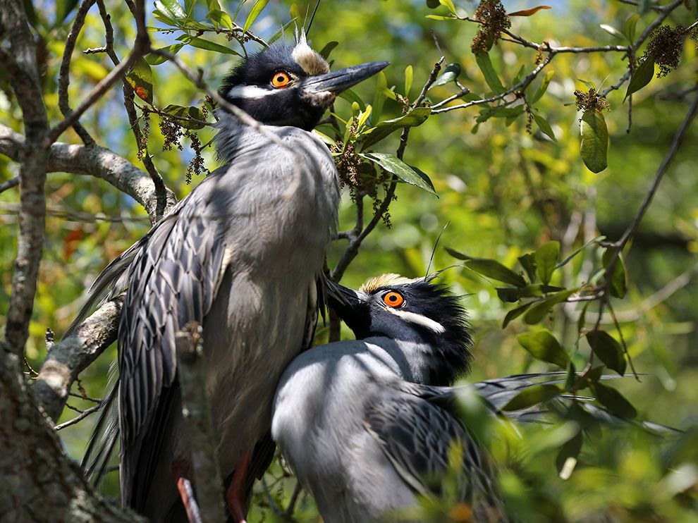 21 A Peck on the Beak. Photograph by Christine Sandberg. Yellow-crowned night herons (Nyctanassa violacea) are usually dormant during the day, but Your Shot member Christine Sandberg caught these two apparent lovebirds in action one afternoon in a park in Pinellas County, Florida. “I noticed something different in their movements and behavior this day. I slowly approached them, they slowly approached each other up in the foliage,” Sandberg writes. “Suddenly—a touch from a beak, and the look of love in their eyes.”