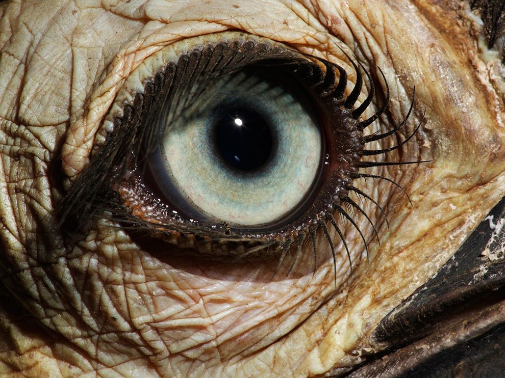 24 An Exquisite Eye. Photograph by David Liittschwager. Vertebrate eyes—like this eye of a juvenile female southern ground-hornbill (Bucorvus leadbeateri)—are all variations on the same basic design, which functions much as a camera does.