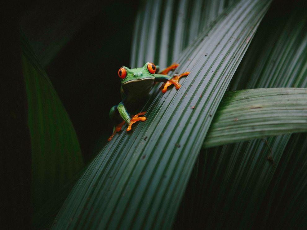 28 Don't Blink. Photograph by Sammantha Fisher. While exploring in Vara Blanca, Costa Rica, Your Shot photographer Sammantha Fisher captured this image of the nocturnal red-eyed tree frog. By day, these amphibians sleep stuck to leaf bottoms. When disturbed, they flash their bulging red eyes to shock predators.