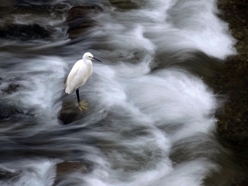 30 Unmoved. Photograph by Arthur Matsuo. In Yokohama, Japan, a white heron stands resolute against a rush of river water.