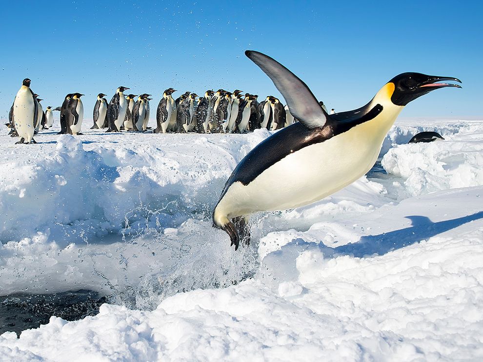 15 When Penguins Fly. Photograph by Christopher Michel
