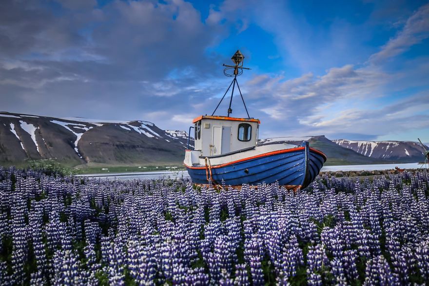 6 And mesmerizing fields of lupins in Iceland
