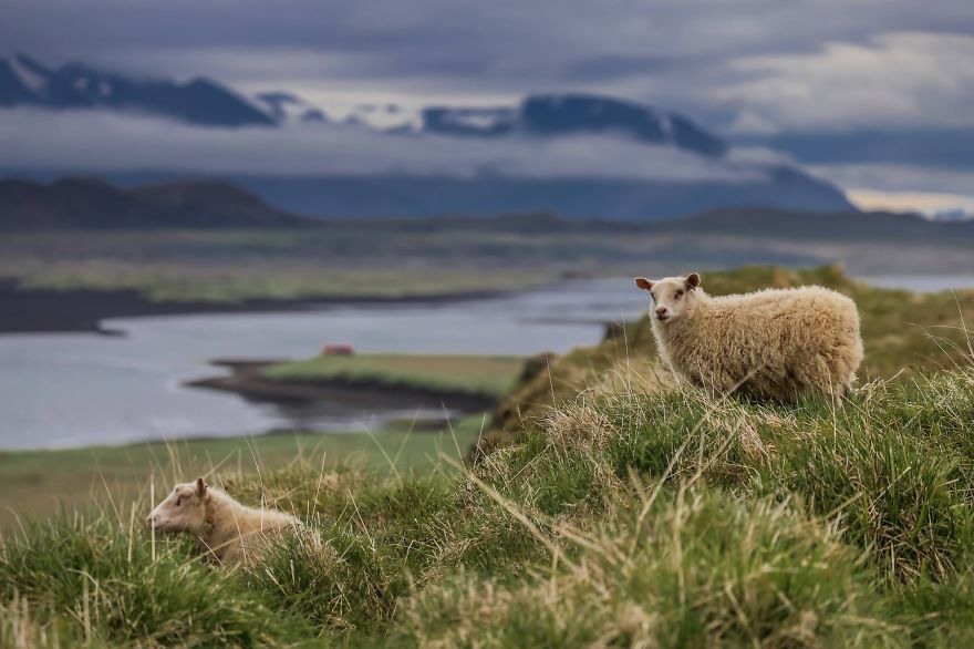 12 Photographed wild sheep in Iceland