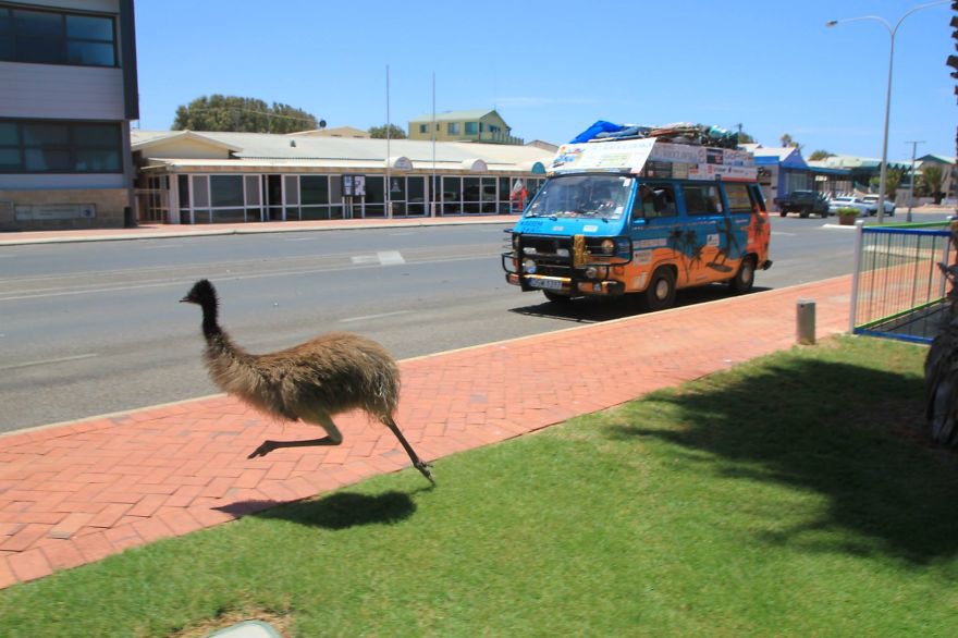 23 Like this wild emu, who is trying to race our car