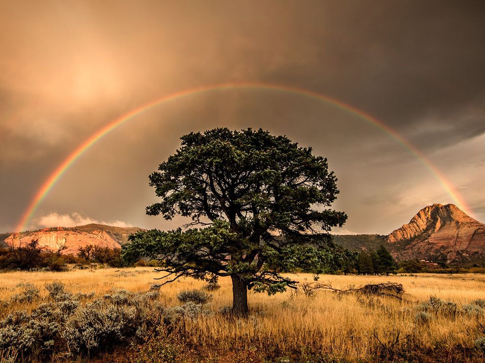3 Weather the Storm. Photograph by RJ Hooper. Waiting for a storm to pass in Utah’s Zion National Park paid off for Your Shot member RJ Hooper, who submitted this image of a rainbow stretched across a golden, post-tempest sky. “A brutal autumn thunderstorm rocked the higher elevations of Zion,” he says. “I hunkered next to some bushes to wait out the storm, [and] it paid off!”