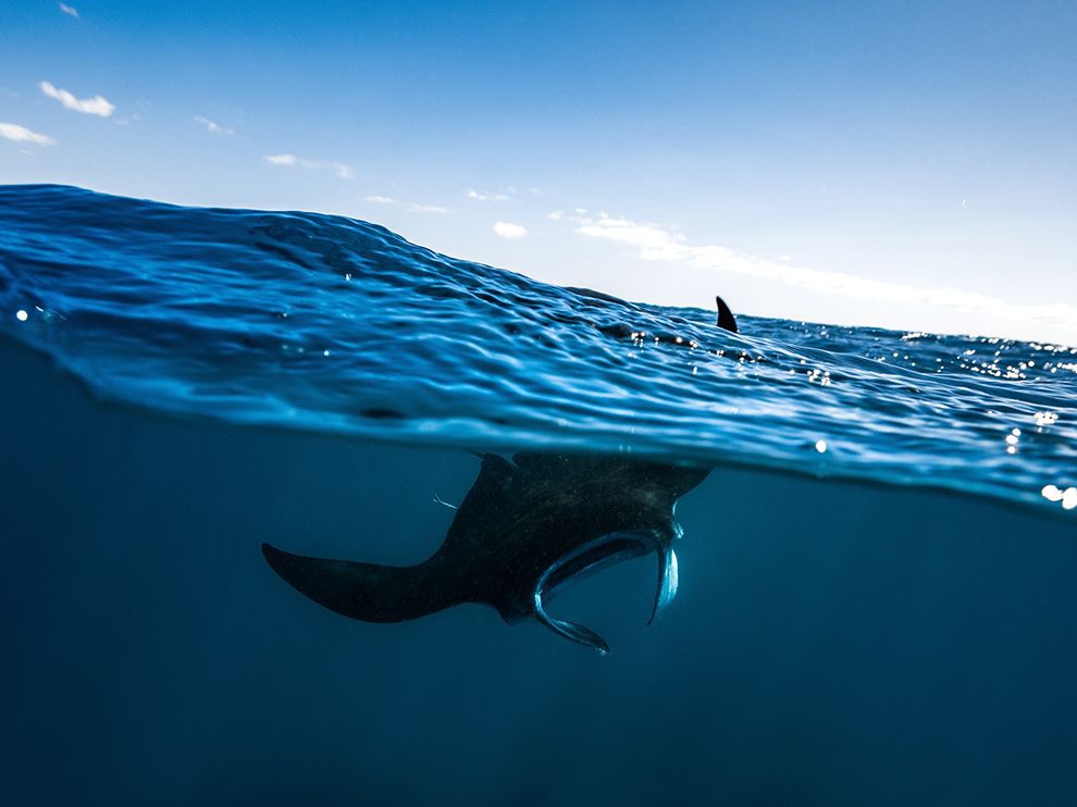 10 Gentle Giant. Photograph by Gaby Barathieu. A manta ray pokes a fin through the water’s surface off the French island of Mayotte, in the Indian Ocean. The mantas’ size and fearsome-looking cephalic fins once earned the animals the name devilfish; however, we now know better: Scuba divers have found them to be gentle and accommodating.