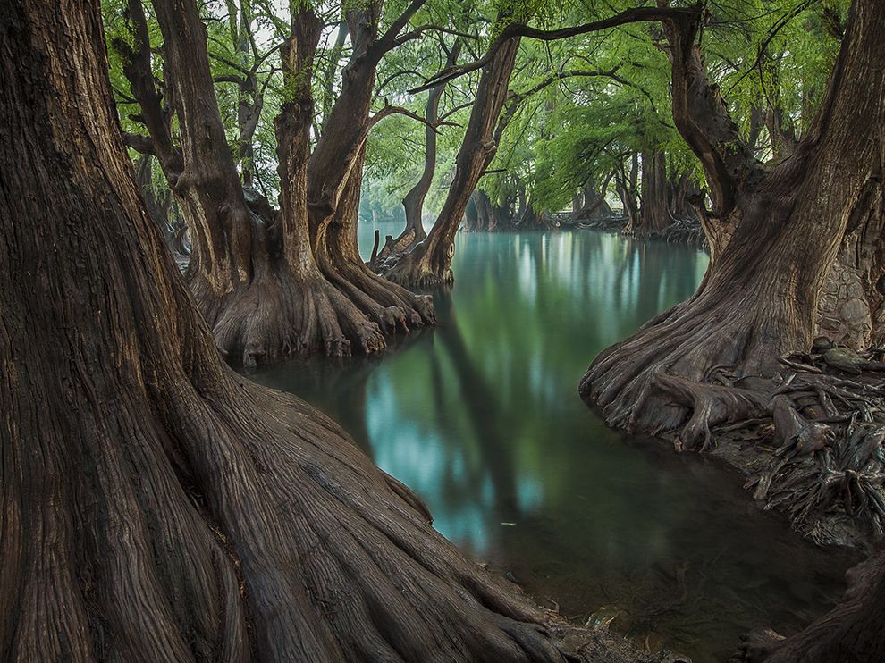 11 Old Guard. Photograph by Javier Eduardo Alvarez. “Hundreds of old cypresses guard the perimeter of Lake Camécuaro and its turquoise-colored, crystal clear water,” Javier Eduardo Alvarez writes of this photo he made of the small Mexican lake, popular for its picturesque beauty. “This place is magical.”