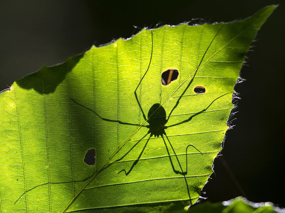 14 Larger Than Life. Photograph by Michael Monfore. A harvestman cuts an intimidating figure, here silhouetted against a sunlit leaf in the Hofma Preserve in Grand Haven, Michigan. Also known as daddy longlegs, these creatures are often mistakenly labeled as spiders. Though both spiders and harvestmen are arachnids, harvestmen are closely related to the scorpion.